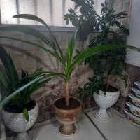 گل شفلرا موزی سانسوریا