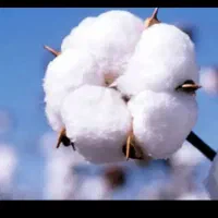 تشک  تخت پنبه ای دو نفره