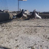 سرکه ای دم سفید ماده