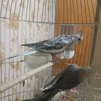 عروس هلندی جفت|پرنده|قرچک, مهدیه|دیوار