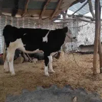 گوساله ماده سیمینتال و هلشتاین