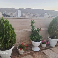گلدان مادر مرجان هلندی طبیعی و زیبا و با دوام|گل و گیاه طبیعی|مشهد, اقبال|دیوار