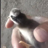 جوجه مرغ خروس کاکلی و گردن لخت یک روزه|حیوانات مزرعه|سیرجان, |دیوار