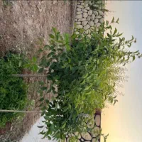 باغ ویلایی 500متری|فروش خانه و ویلا|مشهد, درزآب|دیوار