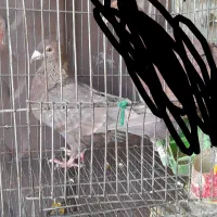 ماده دورگ قهوه ای|پرنده|مبارکه, |دیوار