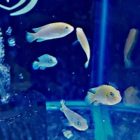 کوی. تترا. پنگوسی|ماهی|شهریار, شهرک وائین|دیوار