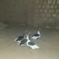 ۴عدد غاز فروشی