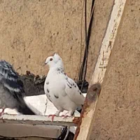 کبوتر نامه بر|پرنده|سنندج, |دیوار