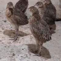 مرغ و خروس امریکایی