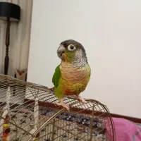 گرینچیک|پرنده|تهران, شمشیری|دیوار