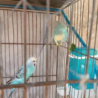 مرغ عشق مولد