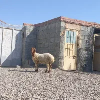 بره|حیوانات مزرعه|کهنوج, |دیوار