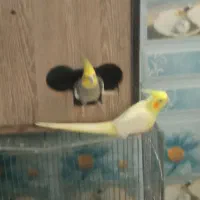 عروس هلندی|پرنده|اردکان, |دیوار