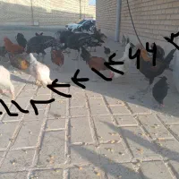 مرغ وبوقلمون|حیوانات مزرعه|صحنه, |دیوار