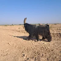 تیشتر گله داری دوبری|حیوانات مزرعه|شوشتر, |دیوار