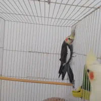 جفت عروس هلندی فریمان