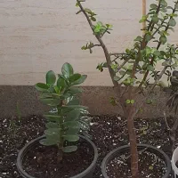 گل و گیاه و نهال