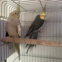 جفت عروس هلندی با جوجه|پرنده|تهران, ازگل|دیوار