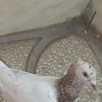 سارموشی نروماده