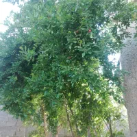 خانه  باغ  ویلایی|فروش خانه و ویلا|خرامه, |دیوار