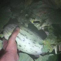 خربزه