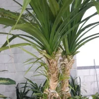 فروش گل|گل و گیاه طبیعی|کنگاور, |دیوار