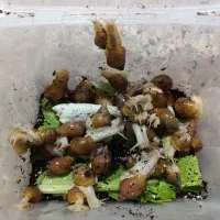 حلزون|خزنده|دزفول, |دیوار