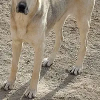 سگ ماده عراقی معاوضه باسگ نر گله ای