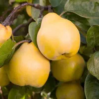 فروش تمامی نهال ها