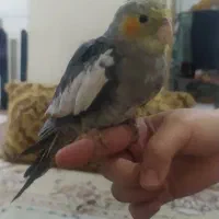 جوجه عروس هلندی