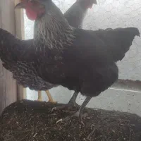 مرغ جوان|حیوانات مزرعه|شیراز, کوشک میدان|دیوار