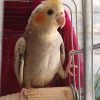 عروس هلندی