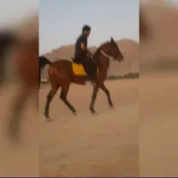 نریان کهرزرد نوه شاهزاده سرودمگیر ۶ نگ