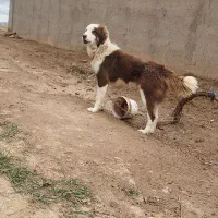 سگ.توله قهدرجونی سرخ نره 16 ماه نگهبان گله ای