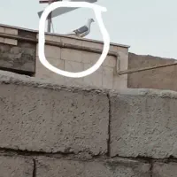 کفتر گم شده