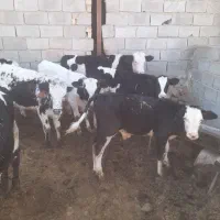 فروش فوری فوری