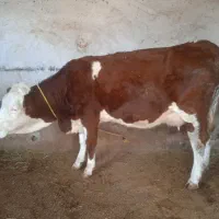 یه عدد تلیسه قرمز رنگ شرابی با گوساله ی نر