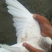 هفرنگ عتیقه