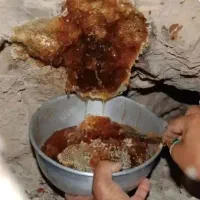 عسل کوهی بازنبور وحشی