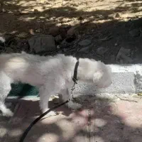 سگ مالتیز|سگ|بروجرد, |دیوار