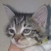 واگذاری گربه میکس ماده