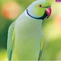 طوطی ملنگو گمشده محدوده خیابان بزرگمهر