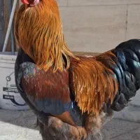 خروس