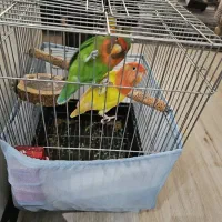 کوتوله برزیلی همراه با دوتا جوجه اضافه مطلقات|پرنده|کرج, کوی کارمندان جنوبی|دیوار