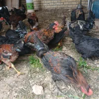 مرغ خروس جوان