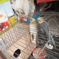 عروسی هلندی