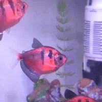 ماهی آکواریومی