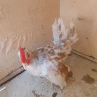 جوجه جاپنیز