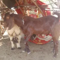 فروش چپشت نر