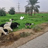 فروش چند راس گوسفند با بره|حیوانات مزرعه|اهواز, شهرک اندیشه|دیوار